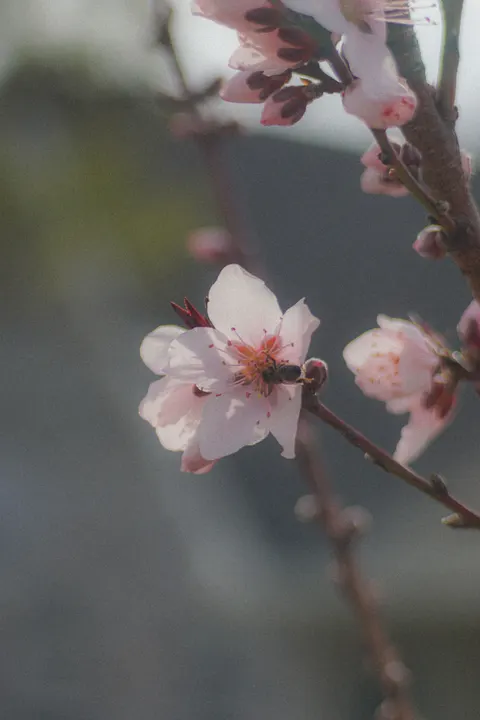 Blossom Pink Phone Wallpaper · pastel · 1440×2160