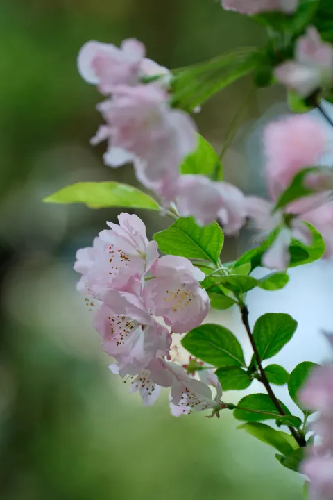 Blossom Pink Phone Wallpaper · pastel · 1440×2160
