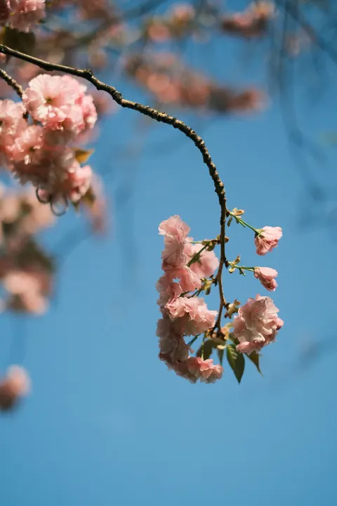 Blossom Pink Phone Wallpaper · pastel · 1440×2160