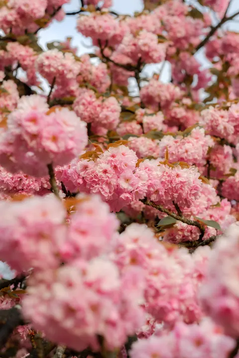 Blossom Pink Phone Wallpaper · pastel · 1440×2160