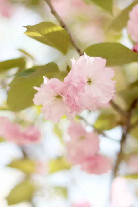 Blossom Pink Phone Wallpaper · pastel · 1440×2160