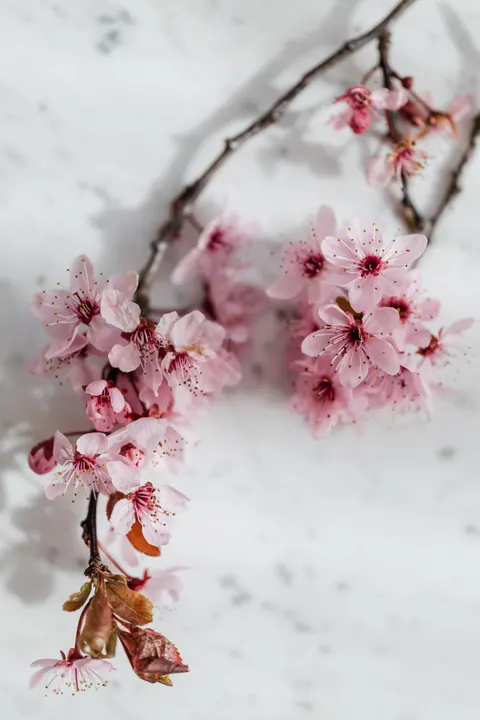 Blossom Pink Phone Wallpaper · pastel · 1440×2160