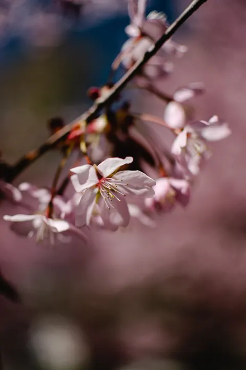 Blossom Pink Phone Wallpaper · pastel · 1440×2160