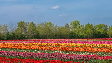 Fondo de pantalla Campo de Tulipanes 4K · flowers · 3840×2160