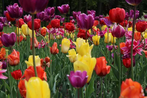 Fondo de pantalla Campo de Tulipanes 4K · flowers · 3840×2560