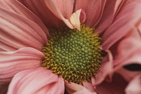 Çiçek Makro 4K Duvar Kağıdı · flowers · 3840×2560