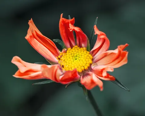 फूल का क्लोज़अप 4K वॉलपेपर · flowers · 3840×3072