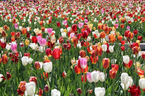 والپیپر مزرعه لاله با کیفیت 4K · flowers · 3840×2560