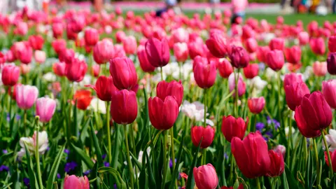 チューリップ畑 4K壁紙 · flowers · 3840×2160