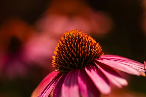 Sfondo Fiore in Macro 4K · flowers · 3840×2555