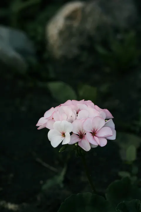 Pastel Blooms Phone Wallpaper · pastel · 1440×2160