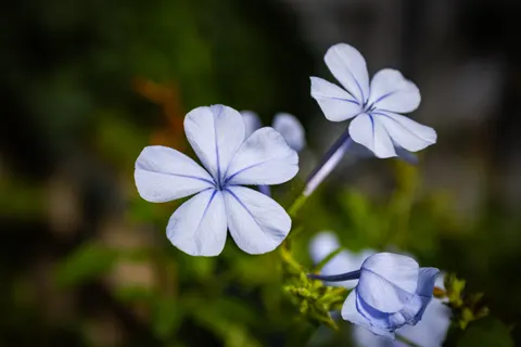 Flower Macro 4K Wallpaper · flowers · 3840×2560