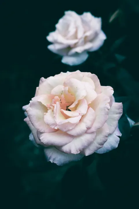 Pastel Blooms Phone Wallpaper · pastel · 1440×2160