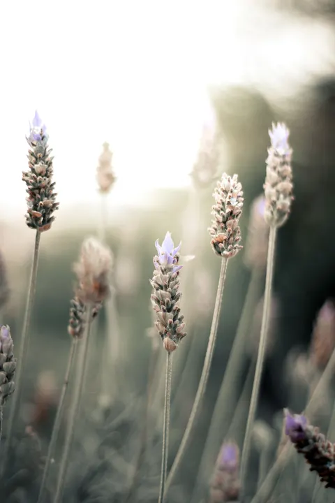 Pastel Blooms Phone Wallpaper · pastel · 1440×2160