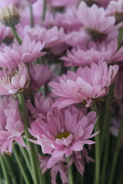 Pastel Blooms Phone Wallpaper · pastel · 1440×2160