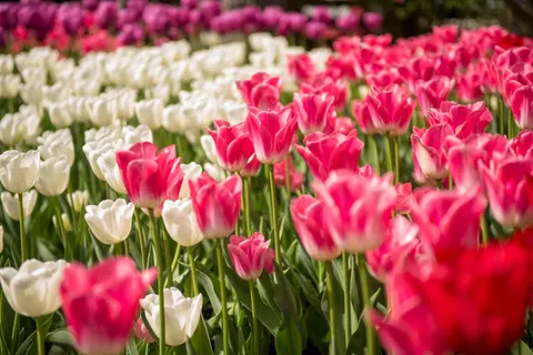 Fondo de pantalla Campo de Tulipanes 4K · flowers · 3840×2563