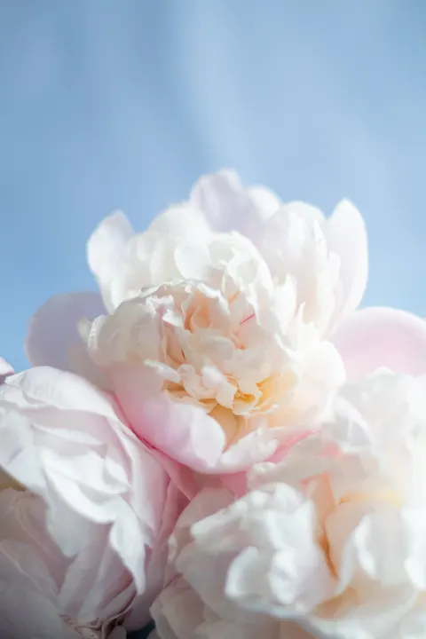 Pastel Blooms Phone Wallpaper · pastel · 1440×2160