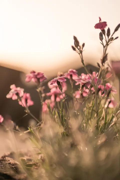 Pastel Blooms Phone Wallpaper · pastel · 1440×2159