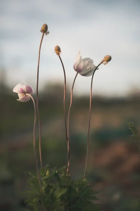 Pastel Blooms Phone Wallpaper · pastel · 1440×2160