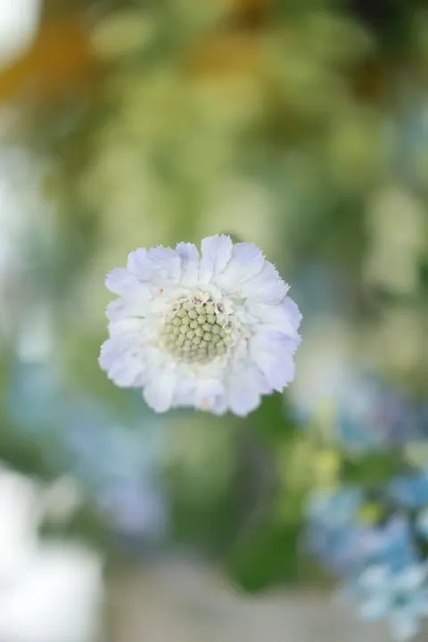 Pastel Blooms Phone Wallpaper · pastel · 1440×2160