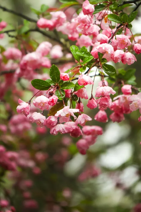 Pastel Blooms Phone Wallpaper · pastel · 1440×2160