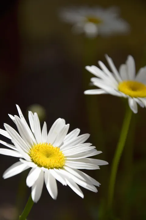 Pastel Blooms Phone Wallpaper · pastel · 1440×2160