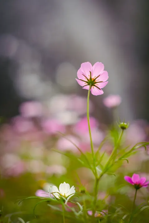 Pastel Blooms Phone Wallpaper · pastel · 1440×2160