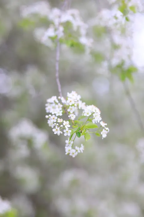 Pastel Blooms Phone Wallpaper · pastel · 1440×2159