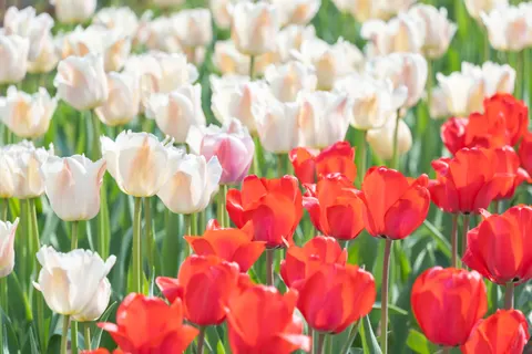 Fondo de pantalla Campo de Tulipanes 4K · flowers · 3840×2560