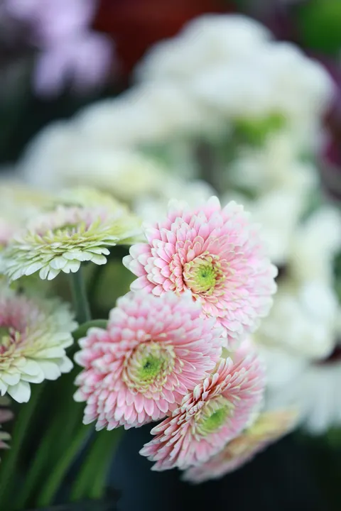 Pastel Blooms Phone Wallpaper · pastel · 1440×2160
