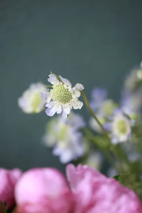 Pastel Blooms Phone Wallpaper · pastel · 1440×2160