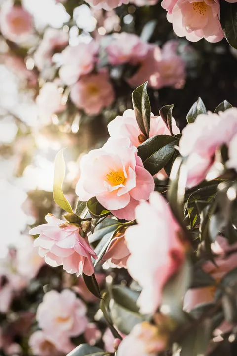 Pastel Blooms Phone Wallpaper · pastel · 1440×2160