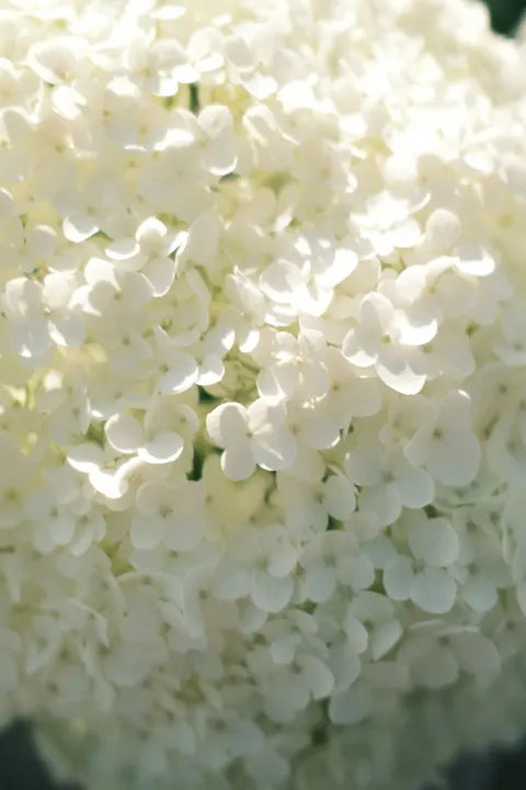 Pastel Blooms Phone Wallpaper · pastel · 1440×2160