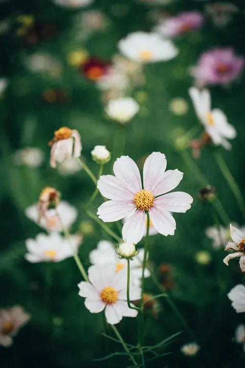 Pastel Blooms Phone Wallpaper · pastel · 1440×2160