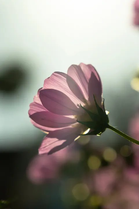 Pastel Blooms Phone Wallpaper · pastel · 1440×2160