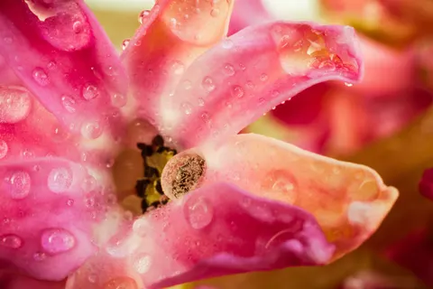 Flower Macro 4K Wallpaper · flowers · 3840×2560