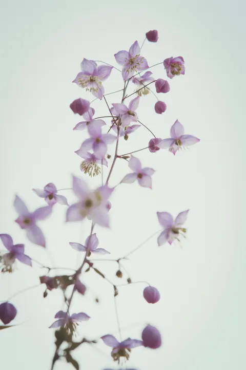 Pastel Blooms Phone Wallpaper · pastel · 1440×2160