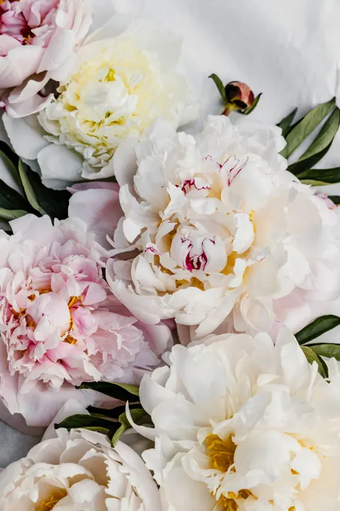 Pastel Blooms Phone Wallpaper · pastel · 1440×2160