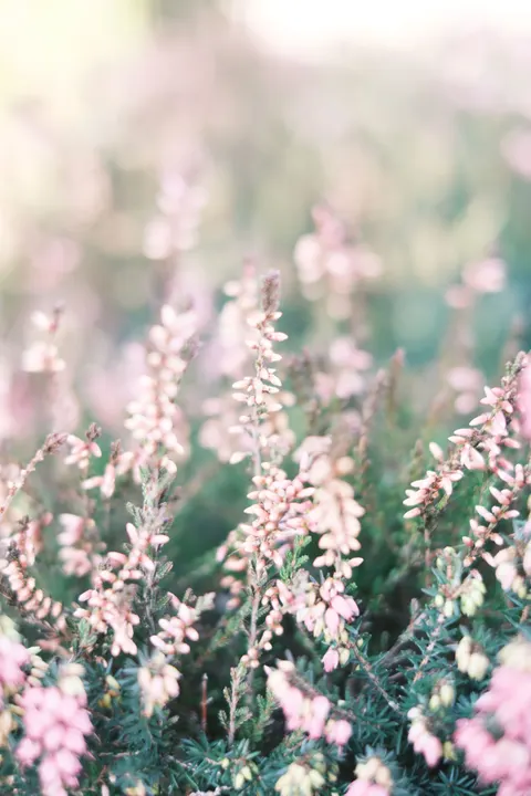 Pastel Blooms Phone Wallpaper · pastel · 1440×2160