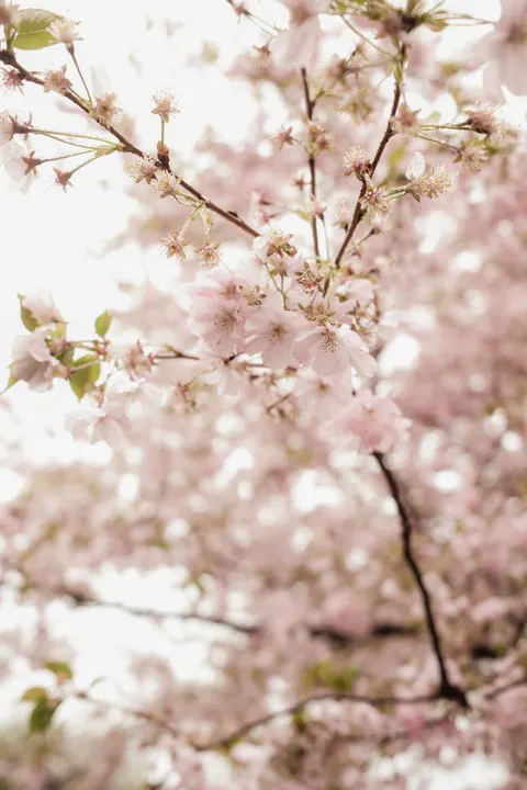 Pastel Blooms Phone Wallpaper · pastel · 1440×2160