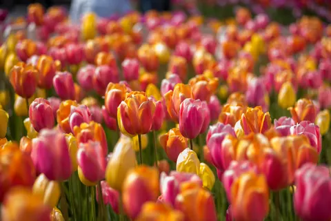Fondo de pantalla Campo de Tulipanes 4K · flowers · 3840×2563