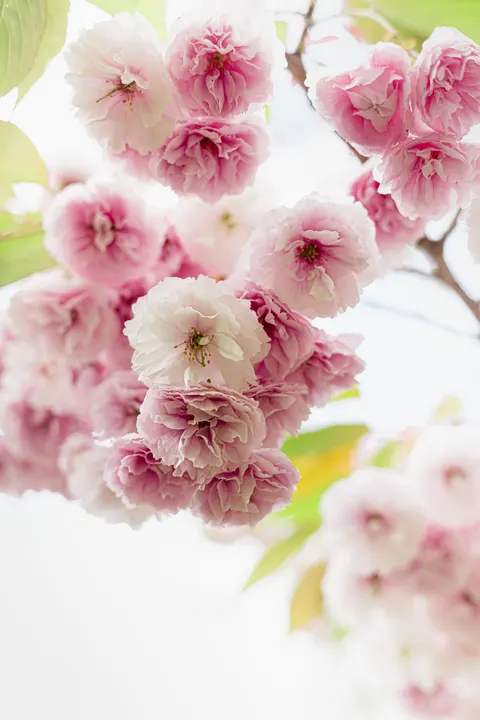 Pastel Blooms Phone Wallpaper · pastel · 1440×2160