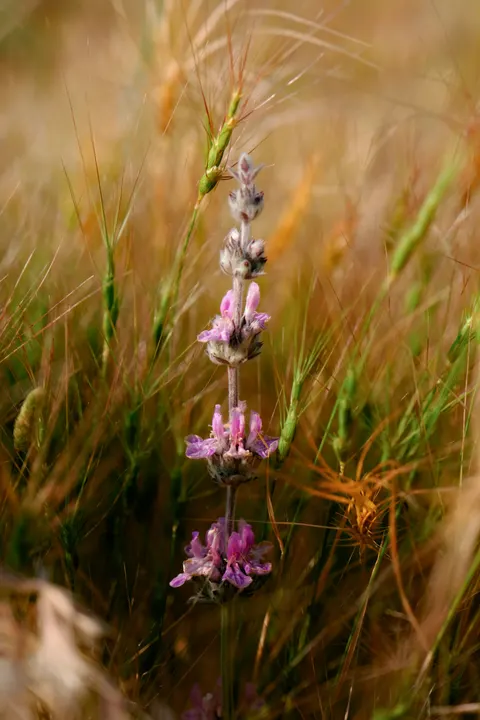 Mint Lavender Phone Wallpaper · pastel · 1440×2160