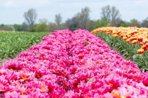 Tulpenveld 4K-achtergrond · flowers · 3840×2560
