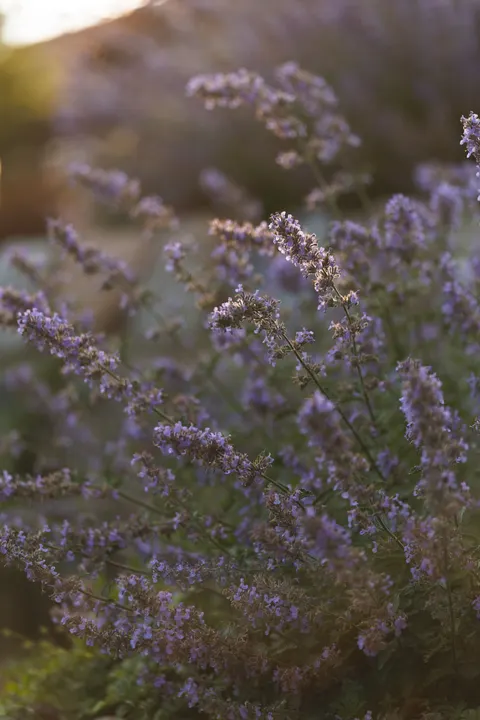Mint Lavender Phone Wallpaper · pastel · 1440×2160