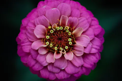 Sfondo Fiore in Macro 4K · flowers · 3840×2560