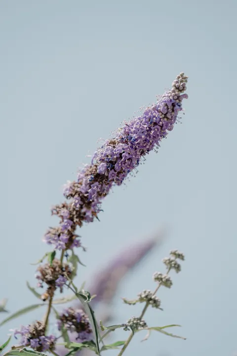 Mint Lavender Phone Wallpaper · pastel · 1440×2160