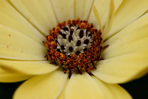 Sfondo Fiore in Macro 4K · flowers · 3840×2560