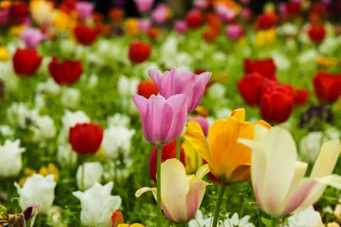Tulpenveld 4K-achtergrond · flowers · 3840×2563