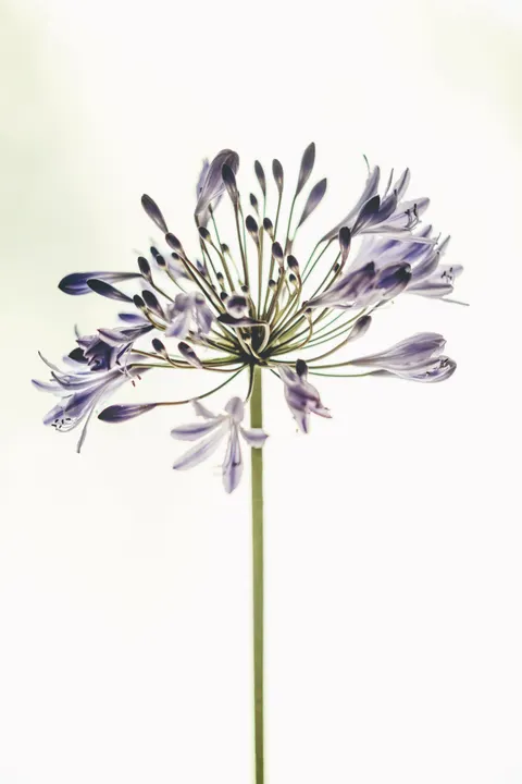 Mint Lavender Phone Wallpaper · pastel · 1440×2160